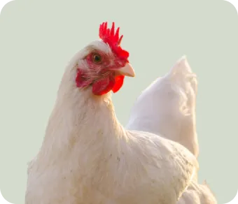 طیور